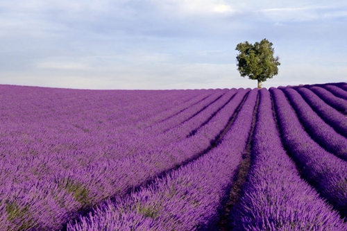 【法國】普羅旺斯Valensole 世界上最大的薰衣草花海 