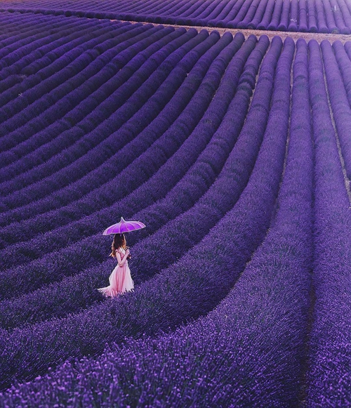 【法國】普羅旺斯Valensole 世界上最大的薰衣草花海 