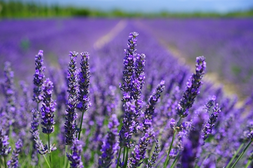 【法國】普羅旺斯Valensole 世界上最大的薰衣草花海 