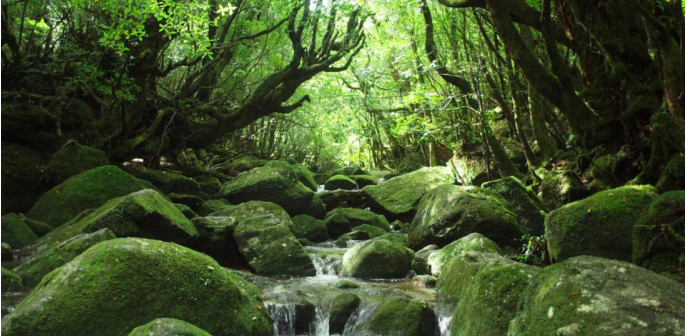 日本鹿兒島 屋久島神秘自然風景 Airbare Com空搜網