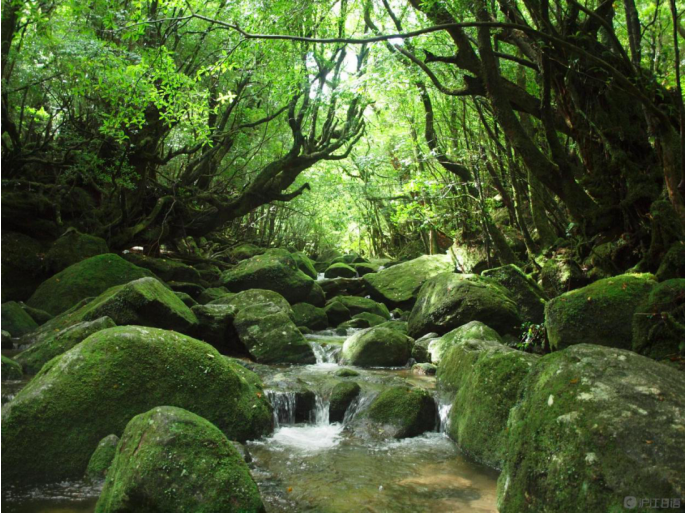 日本鹿兒島 屋久島神秘自然風景 Airbare Com空搜網