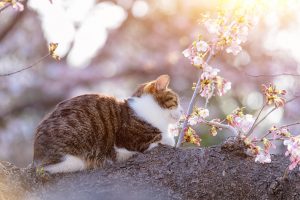 日本貓島的貓