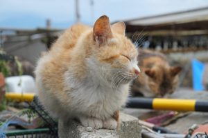 日本貓島江之島的貓