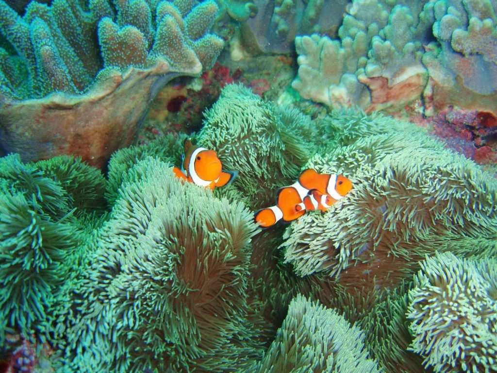 沖繩潛水 小丑魚