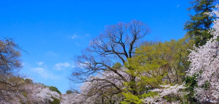 萬聯旅遊旅行社日本團